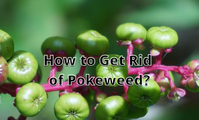 How to Get Rid of Pokeweed? ⏬👇 img