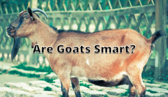 Are Goats Smart