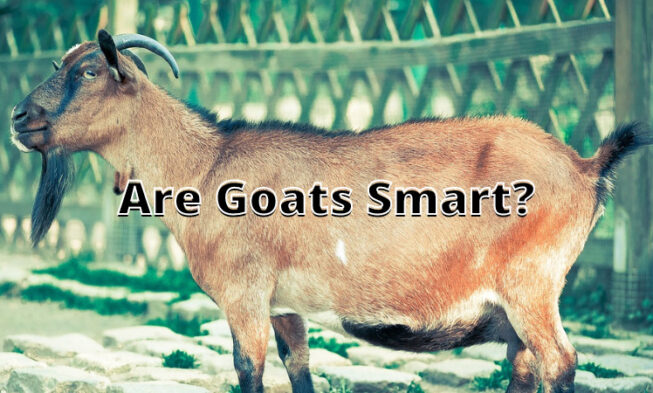 Are Goats Smart img