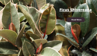 Ficus Shivereana: Care Tips, Plant, Propagation ⏬👇