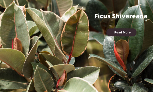 Ficus Shivereana: Care Tips, Plant, Propagation ⏬👇 img