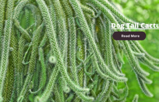 Dog Tail Cactus: Care, Propagation, Plant ⏬👇 img