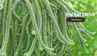 Dog Tail Cactus: Care, Propagation, Plant ⏬👇