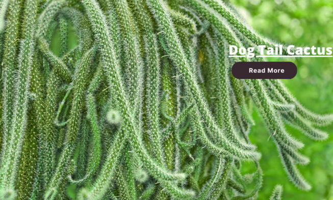 Dog Tail Cactus: Care, Propagation, Plant ⏬👇 img